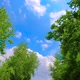 Trees With Sky - VideoHive Item for Sale