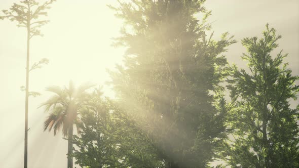 Tropical Palms and Grass at Sunny Day