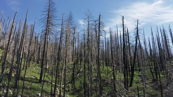 Ancient Tall and Dried Up Plants Under Bright Sun Within Greenish Lawn in Forest