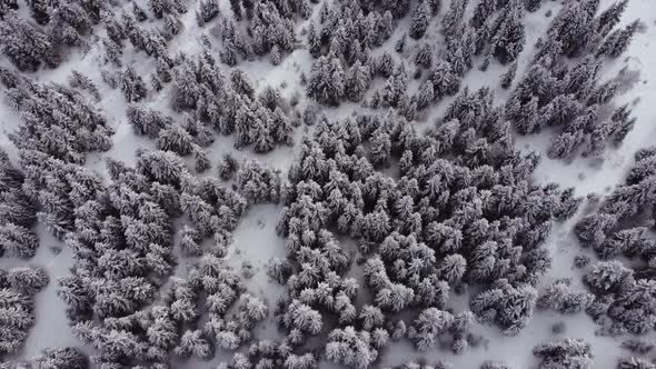 Aerial Forest view - Winter Landscape Aerial view