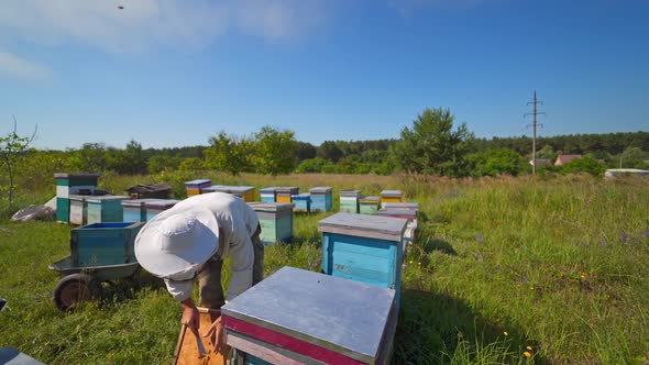 The beekeeper holds a honey cell with bees in his hands. Apiculture. Apiary. 