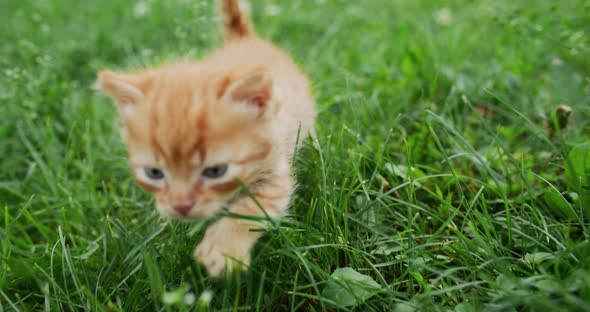 Cat Life Pet Adventure Animal Nature Kitten Grass