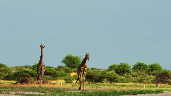 Two Cape Giraffes Walking In The Open Grassland Of Central Kalahari Game Reserve In Botswana, South