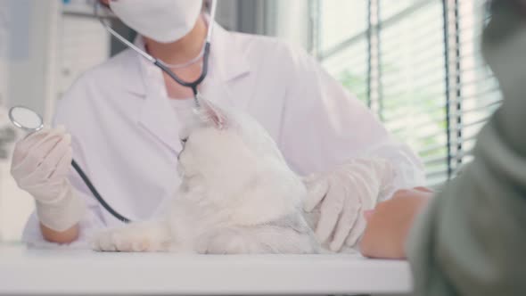 Asian veterinarian examine cat during appointment in veterinary clinic.