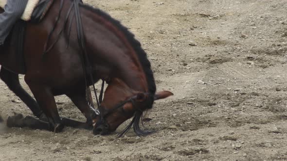 Horse in a Equestrian Exhibition