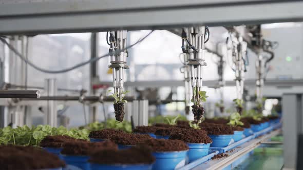 Automatic planting of young seedlings using a robot in an industrial nursery