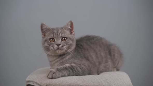 Young Male Gray Tabby Cat Breed Scottish Straight with Yellow Eyes on Chair in Studio