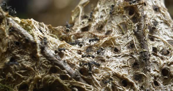 Colony of black ants