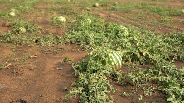 Field with Healthy Organic Watermelons