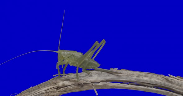 Insect Locuston Blue Screen