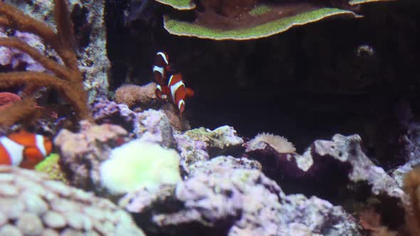 Fish Colony Tropical Clown Swimming Underwater