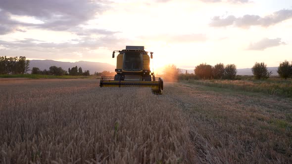 Combiner harvesting the wheat field