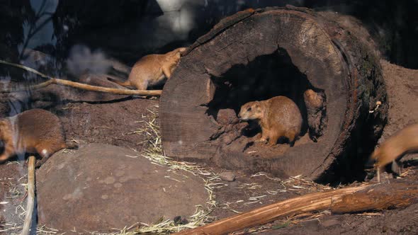 Black-tailed prairie dogs, playing around and feeding, on a  sunny, summer day - Cynomys Ludovicianu