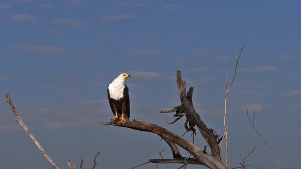 980276 African Fish-Eagle, haliaeetus vocifer, Adult at the top of the Tree, Baringo Lake in Kenya,