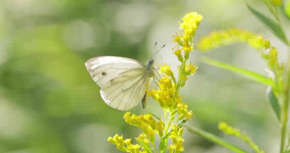 Pieris Brassicae the Large White Butterfly Also Called Cabbage Butterfly