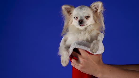A Man with Two Hands Holds an Adorable Chihuahua Whose Hind Legs are Tucked Into a Red Santa Claus