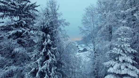 Winter Wonderland Forest Trees Covered with Snow