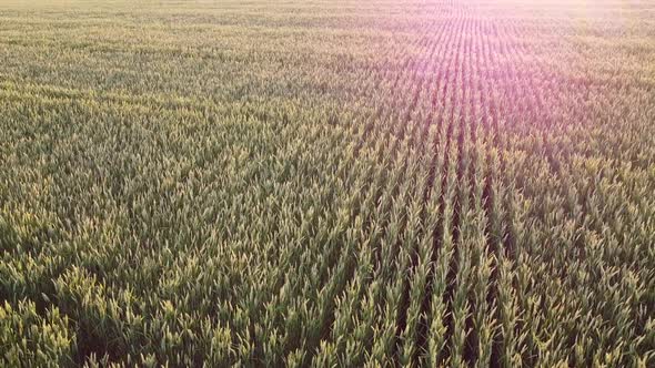 Above the surface with crops of wheat in the field, the bright light of the evening sun.