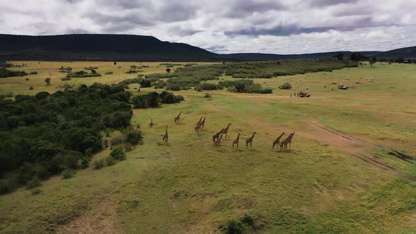 Giraffes in National Park