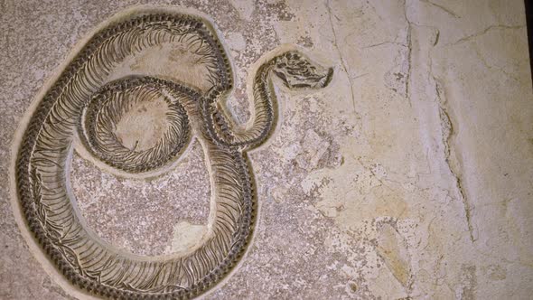 Panning view of snake fossil on display in museum