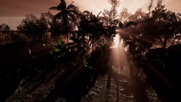 Sunset Beams Through Palm Trees