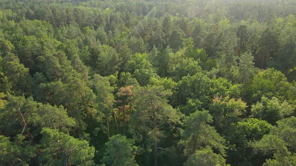 Aerial View of Trees in the Forest. Ukraine