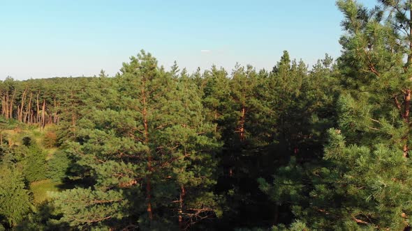 Pine Forest, Aerial View with Drone. Top View in Pine Wood Park on Forest Trees