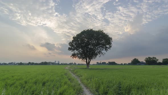 Timelapse sunset over lonely tree