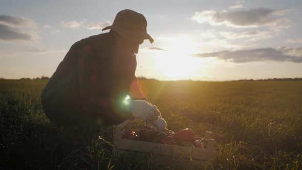Young Beautiful Girl Farmer in Hat with Box Fresh Ecological Vegetables in Field at Sunset. Concept