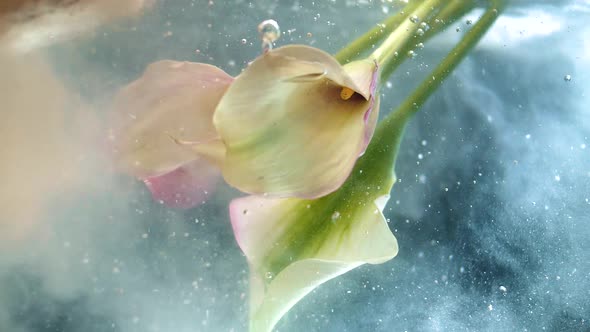 Beautiful delicate buds of spring flowers are immersed under water with ink of delicate shades