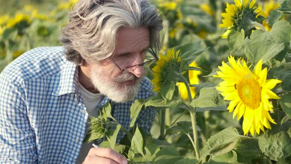 Mature Confident an with Notebook Checking Sunflowers in the Field