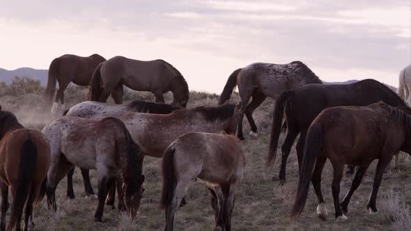View of wild horse herd grazing in the Utah desert.