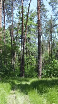 Vertical Video of a Forest with Trees