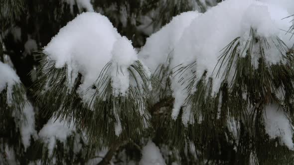 Falling Snow, 