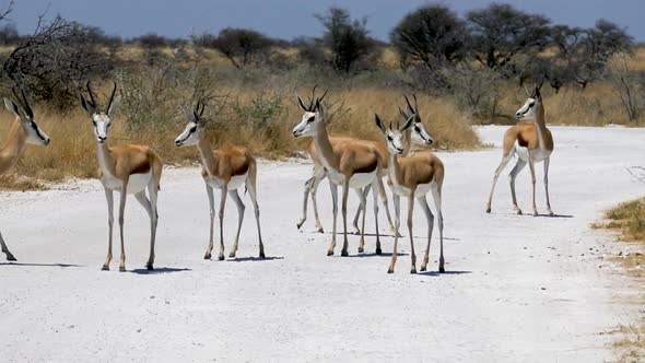 Herd of Springbok Antelopes Walking Away From a Grael Road in Etosha NP Namibia