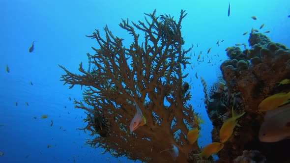 Tropical Underwater Reef Sea Fishes