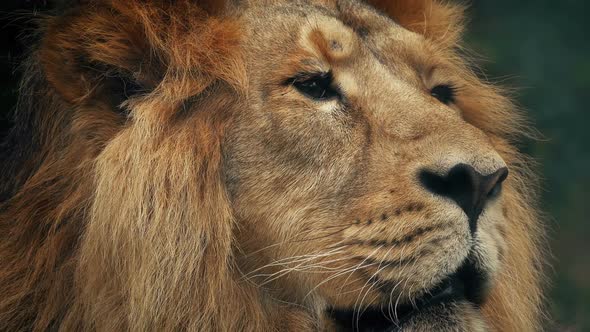 Big Lion Looking Around Portrait