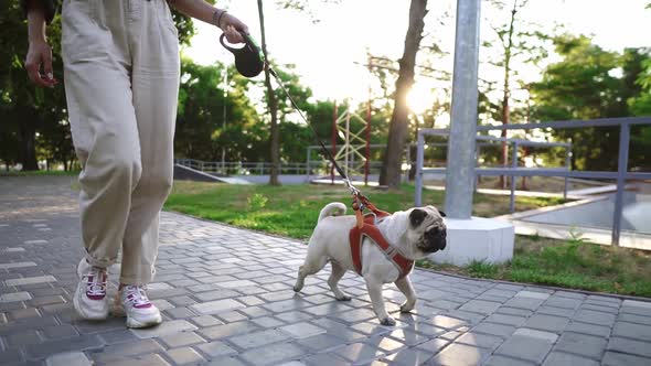 Funny Pug Running in the Park with Unrecognizable Female Owner Leading the Leash