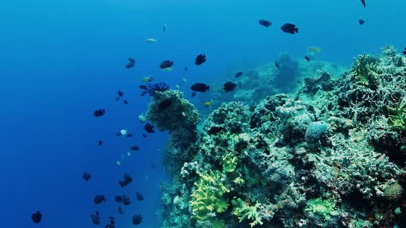 Coral Reef and Tropical Fish. Panglao, Philippines.