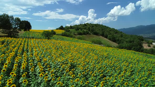 Flowering Sunflowers