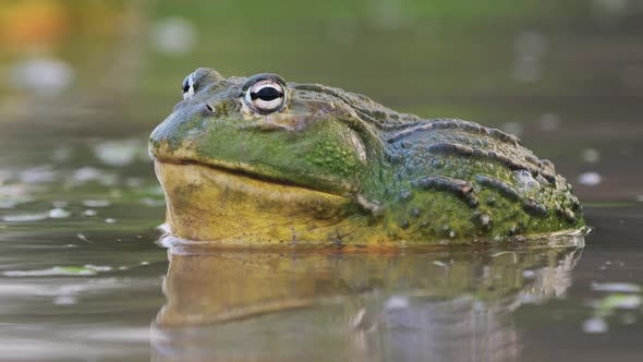 Close Up Of Male African Bullfrog In Shallow Pond Water During Mating Season.