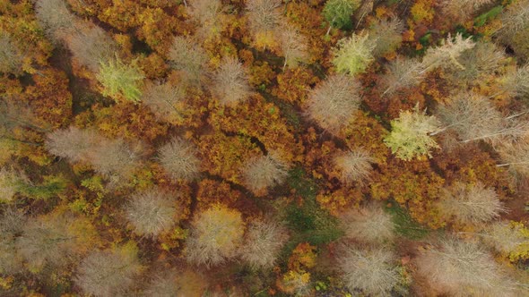 Autumn Forrest Seen From Above, Drone Stock Footage By Drone Rune