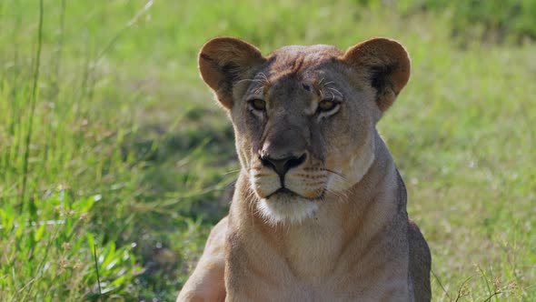 A Calm Lioness Sitting In The Grassland In Khwai, Botswana, South Africa. - Closeup