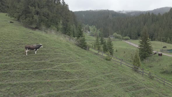 Ukraine, Carpathians: Cow in the Mountains. Aerial, Gray, Flat