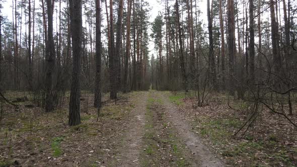 Road in the Forest During the Day Slow Motion