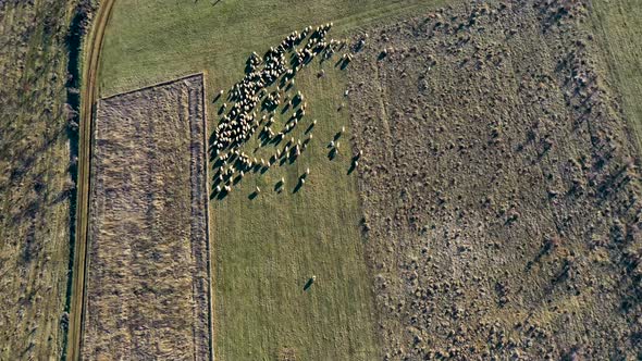 Grazing herd drone view