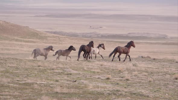 Group of wild horses running in the distance.