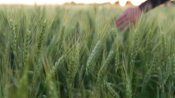 Close-Up Of Man's Hand Running Through Wheat Field