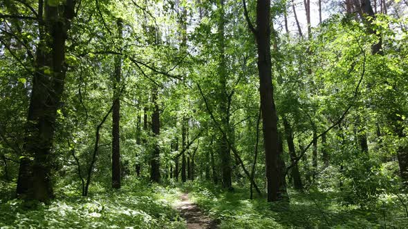 Trees in the Forest By Summer Day