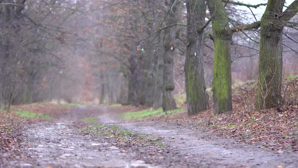 Muddy Pathway Through a Rural Area